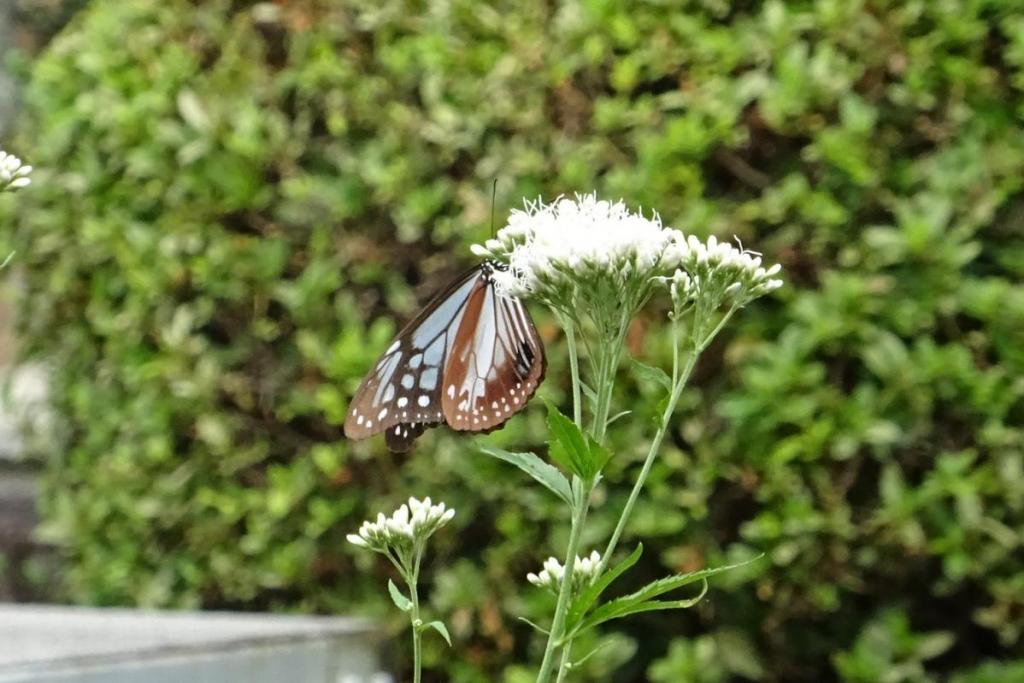 蜜を吸うアサギマダラ