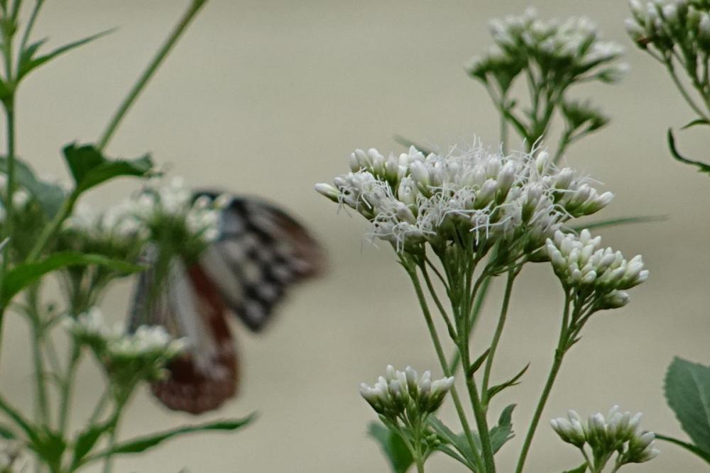 白いフジバカマの花