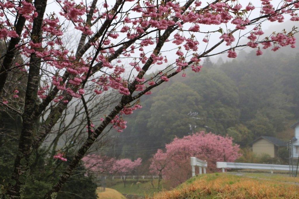 小雨にけむる鳥川ホタルの里の桜