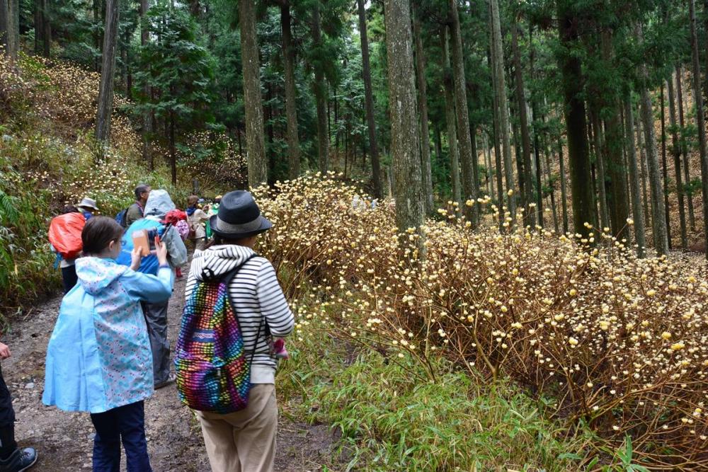 ちょうど満開を迎えた千万町町のミツマタ群生地