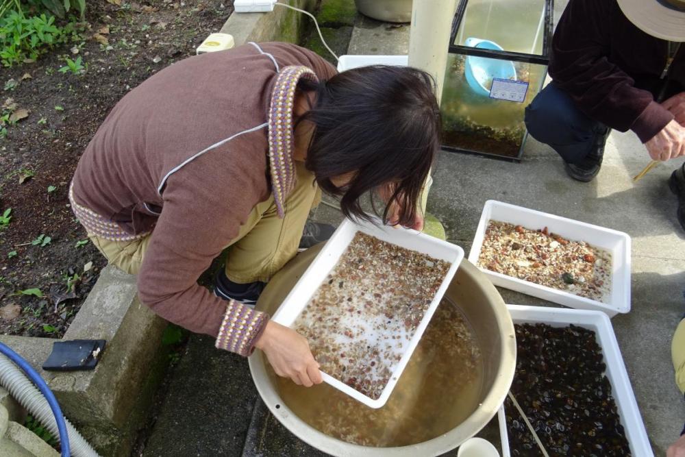 砂に潜っている幼虫を探します