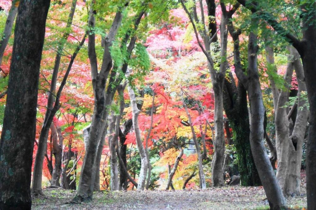 日陰も徐々に色づいてきています。