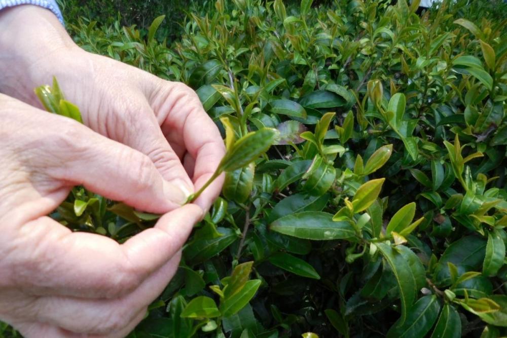 1本の「芯」に3枚の「葉」っぱです