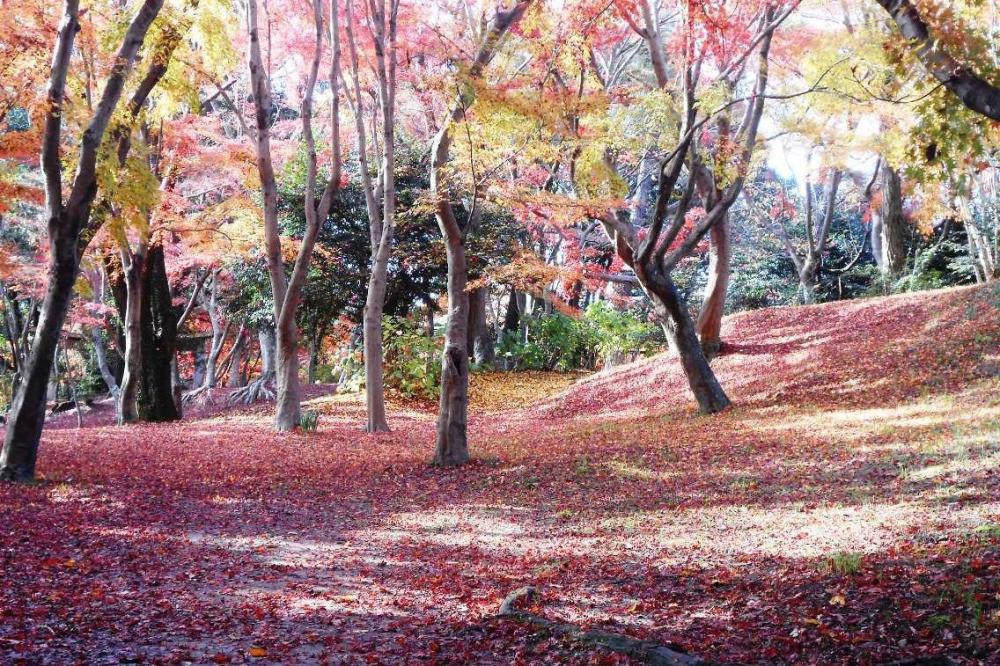 葉が舞うパラパラといった音だけが聞こえます。