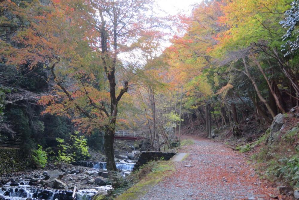 19年のくらがり渓谷紅葉情報はこちら 新着情報 くらがり渓谷 水とみどりの森の駅 岡崎おでかけナビ 岡崎市観光協会公式サイト