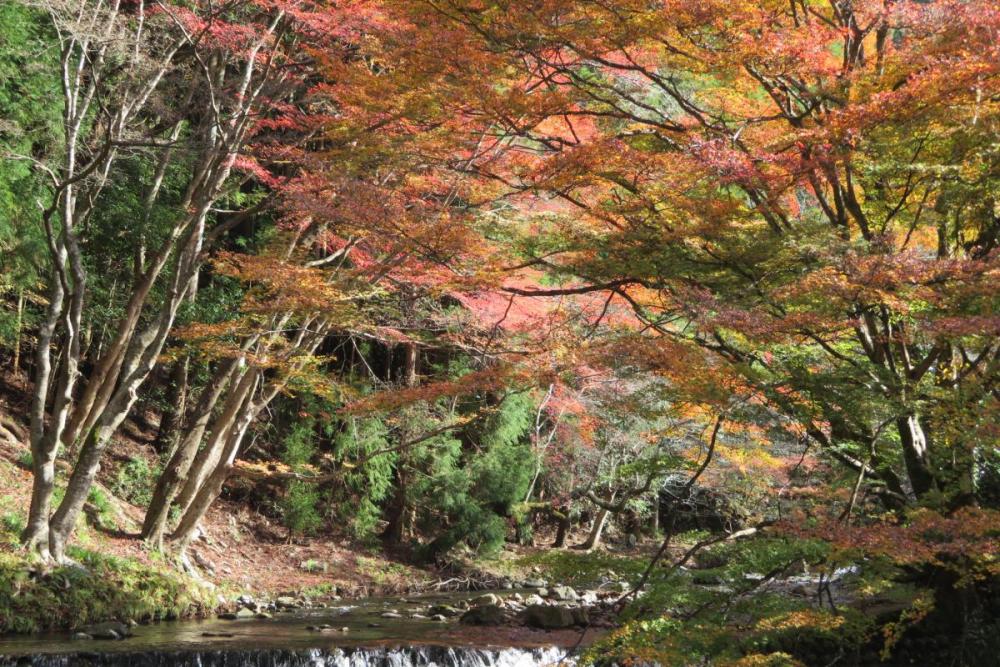 不動橋からの紅葉