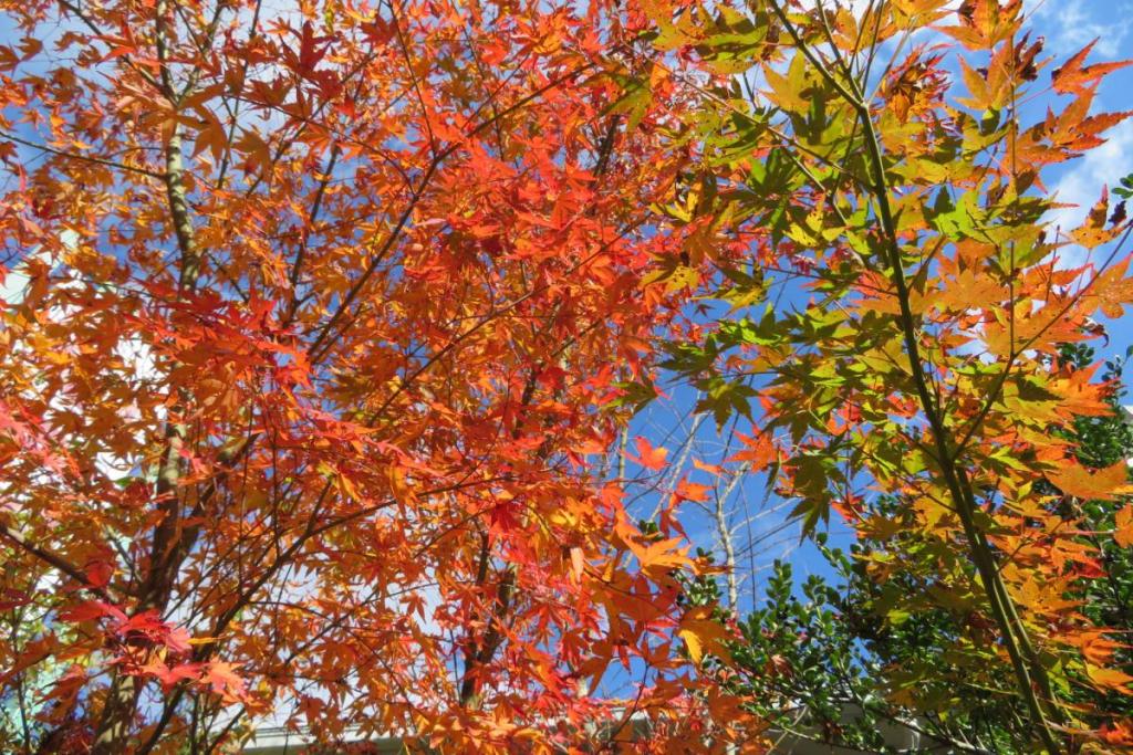 紅葉･黄葉のコントラスト