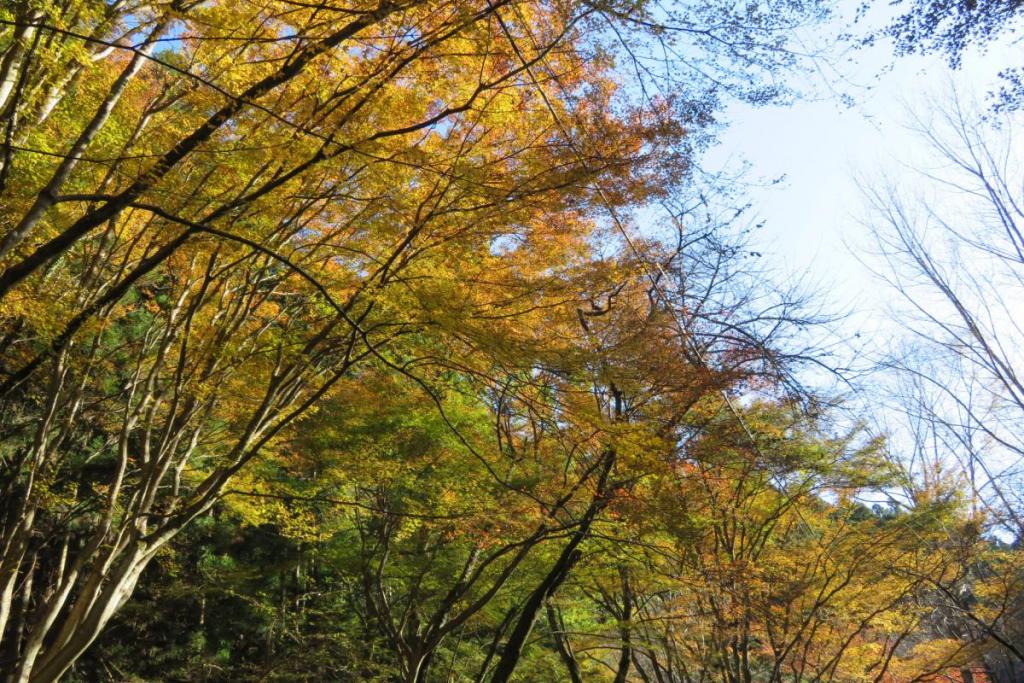 花の木広場