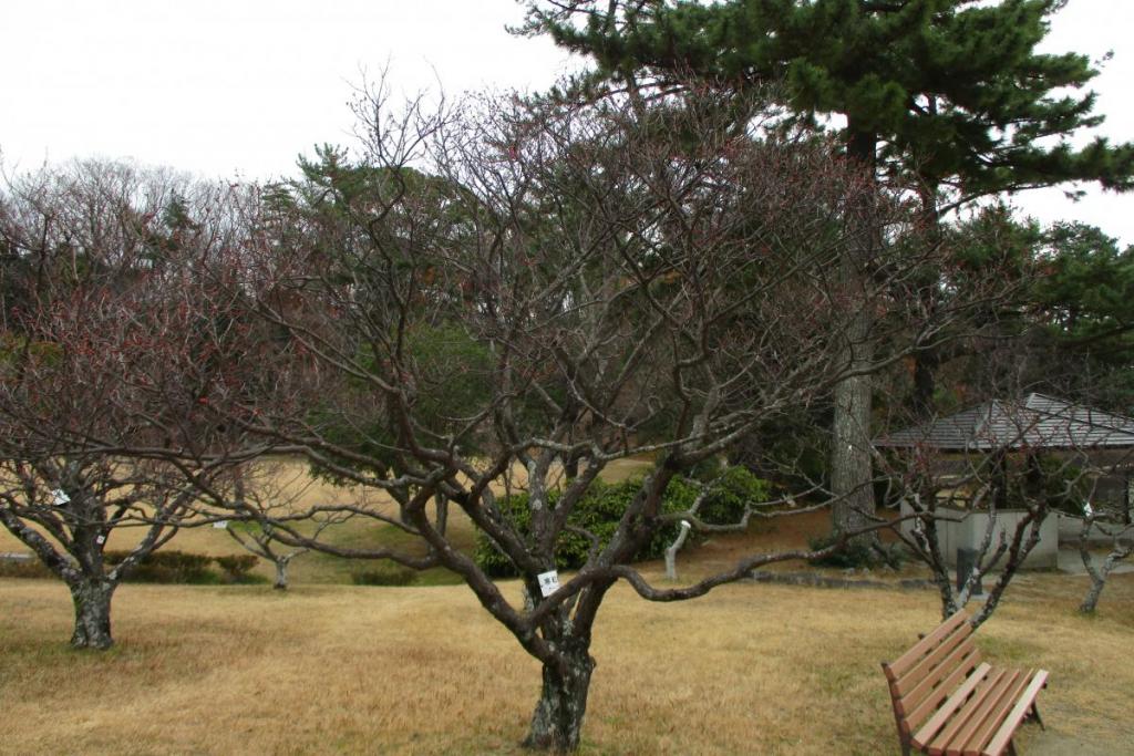 紅梅全体