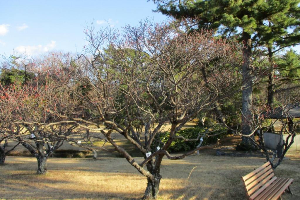 紅梅全体