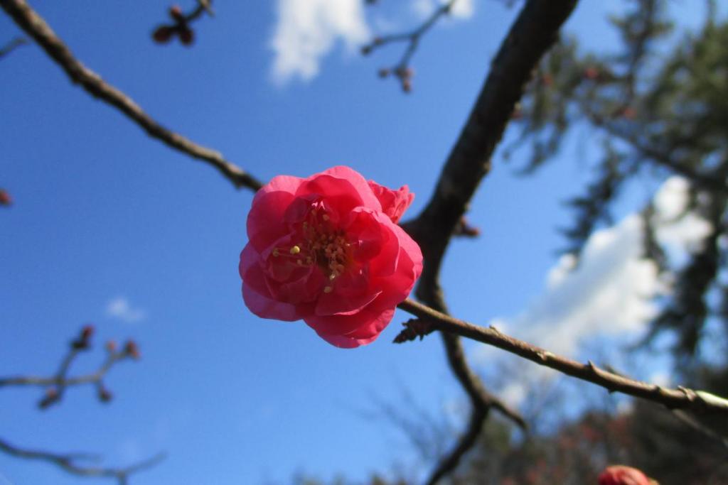 紅梅アップ