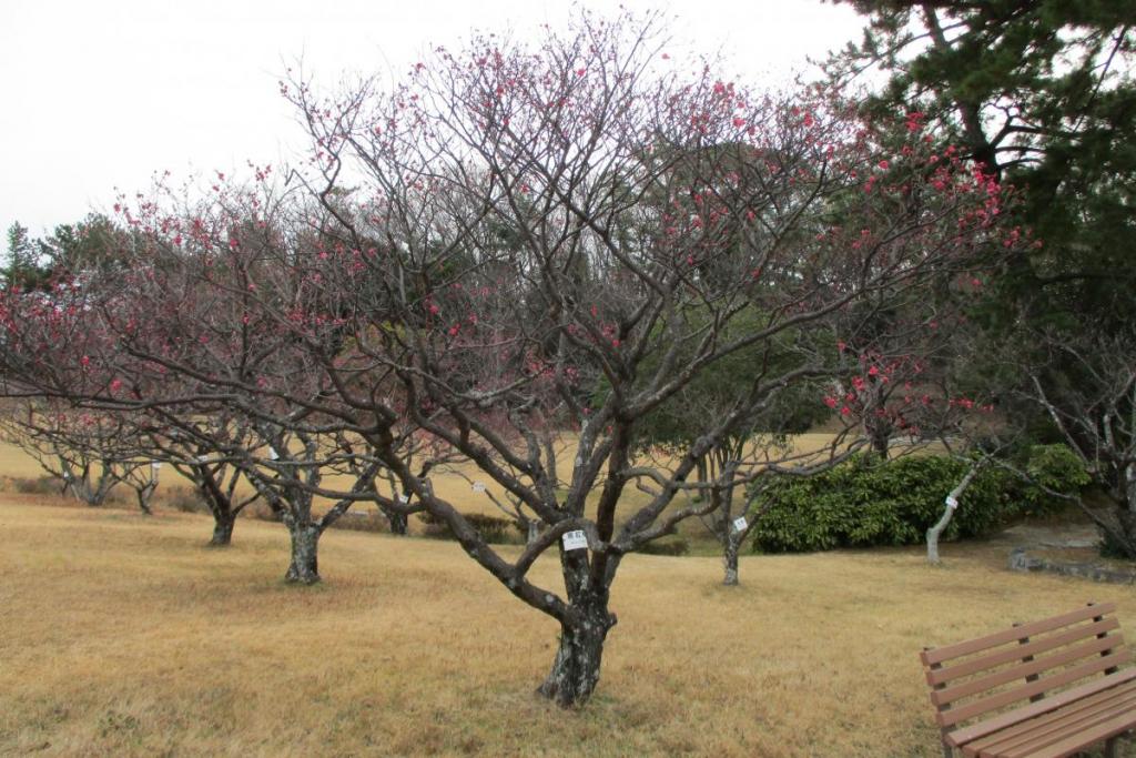 紅梅全体