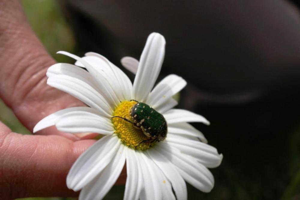 花粉を食べに来たコアオハナムグリ