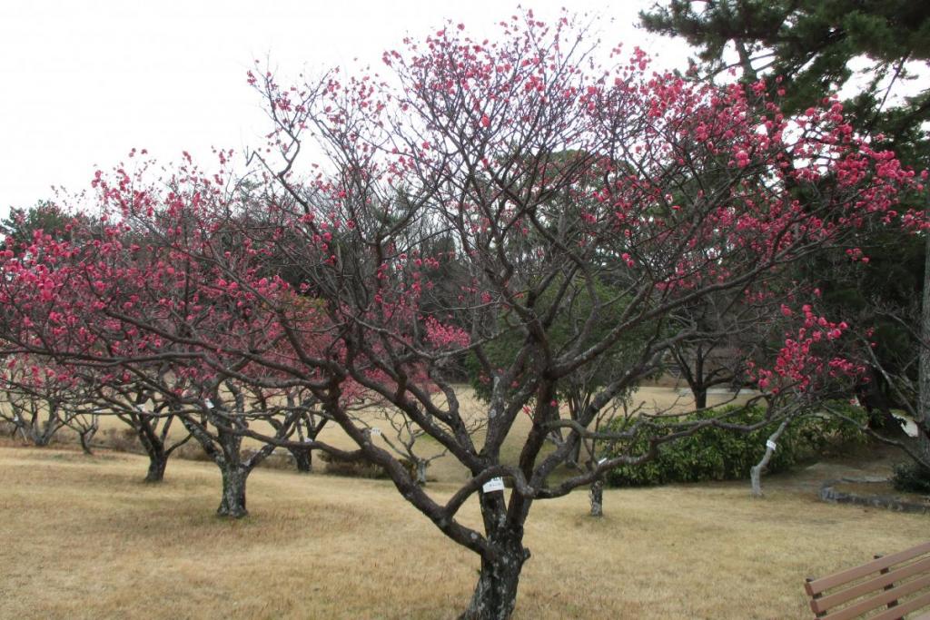 紅梅全体