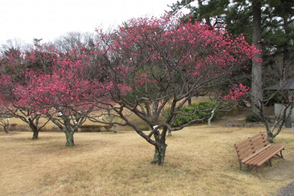 紅梅全体