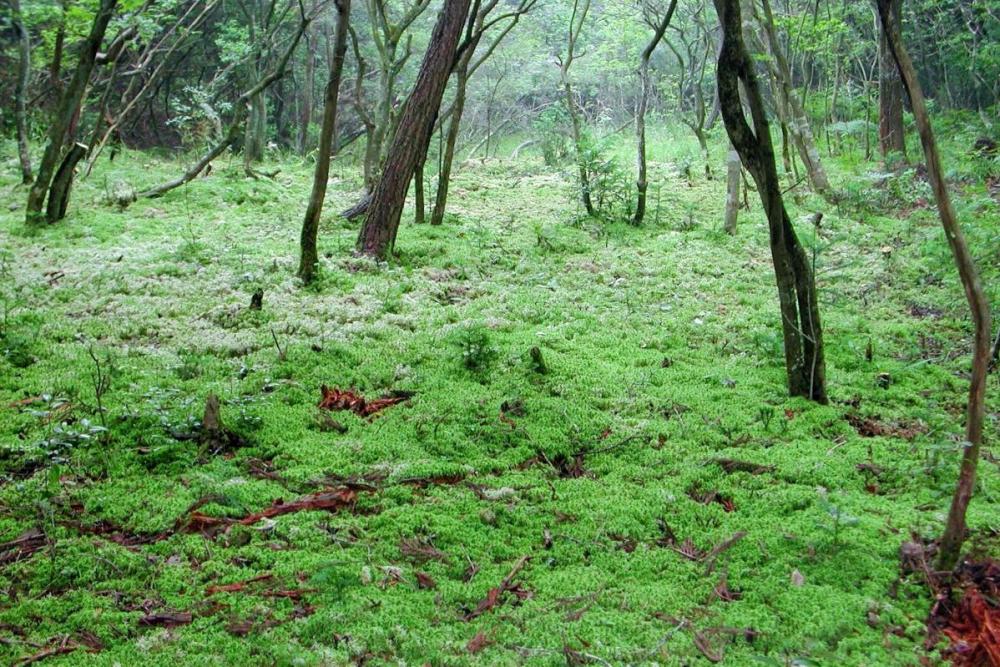 湿地を覆う「オオミズゴケ」