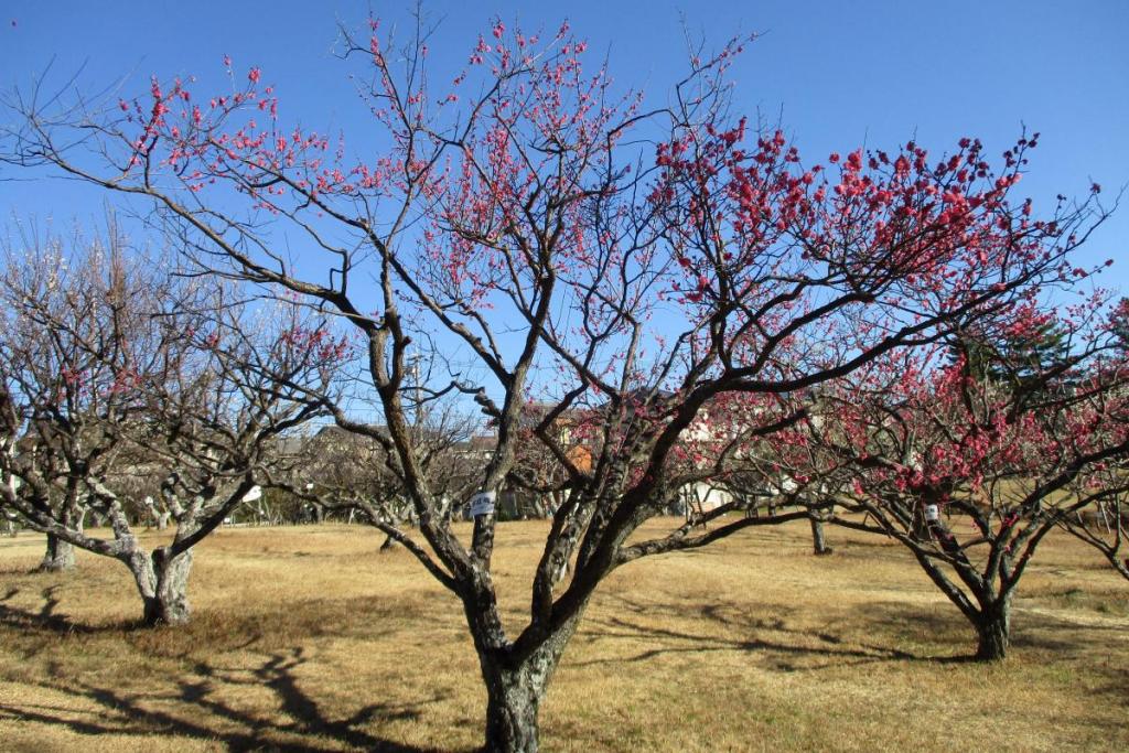 紅梅全体