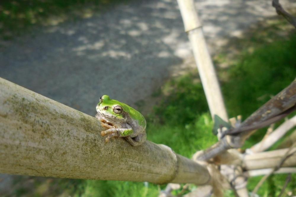 圧倒的な臨場感（何ゆえ上を目指す？）