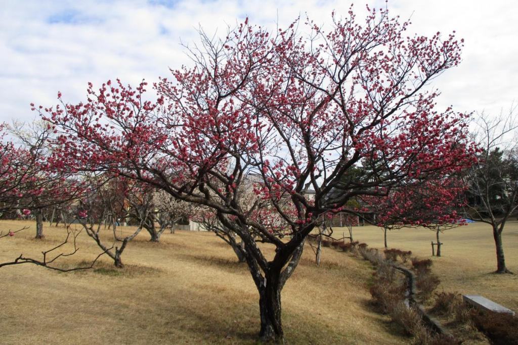 紅梅全体