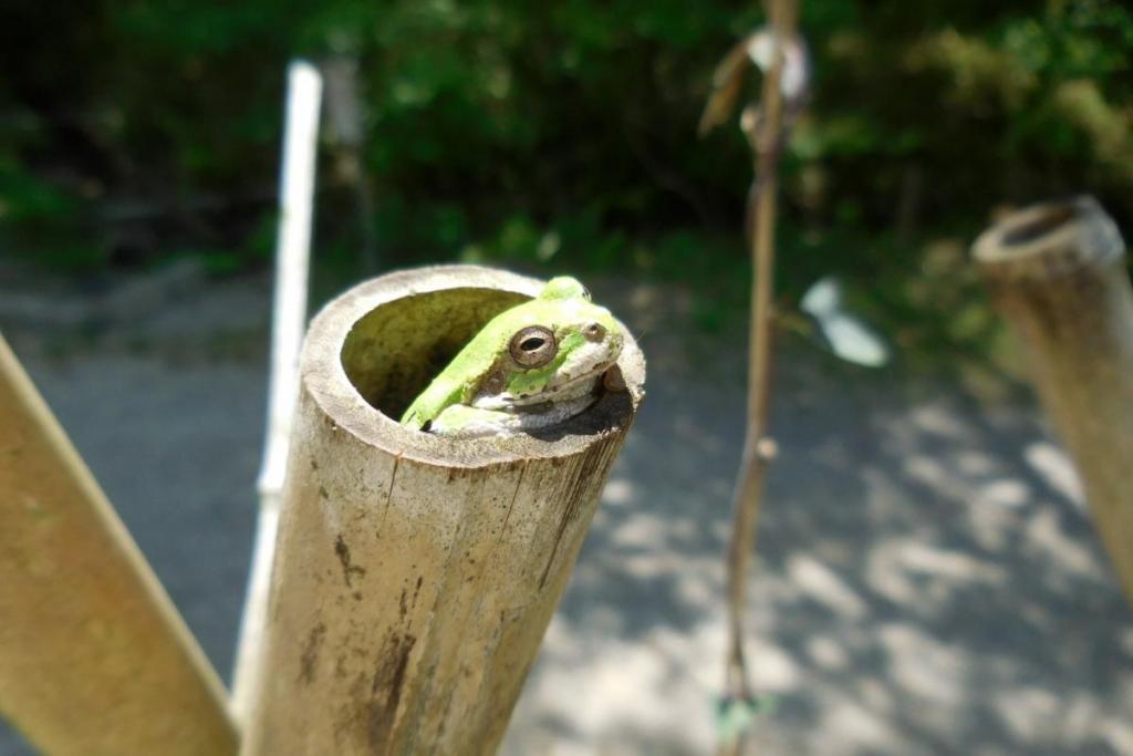 これくらいリラックスしてみたいものです