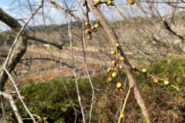 蕾たちは、実にカワイイ