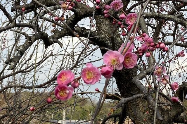 梅の花の輪郭は、絵になりますね