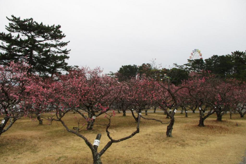 全景2