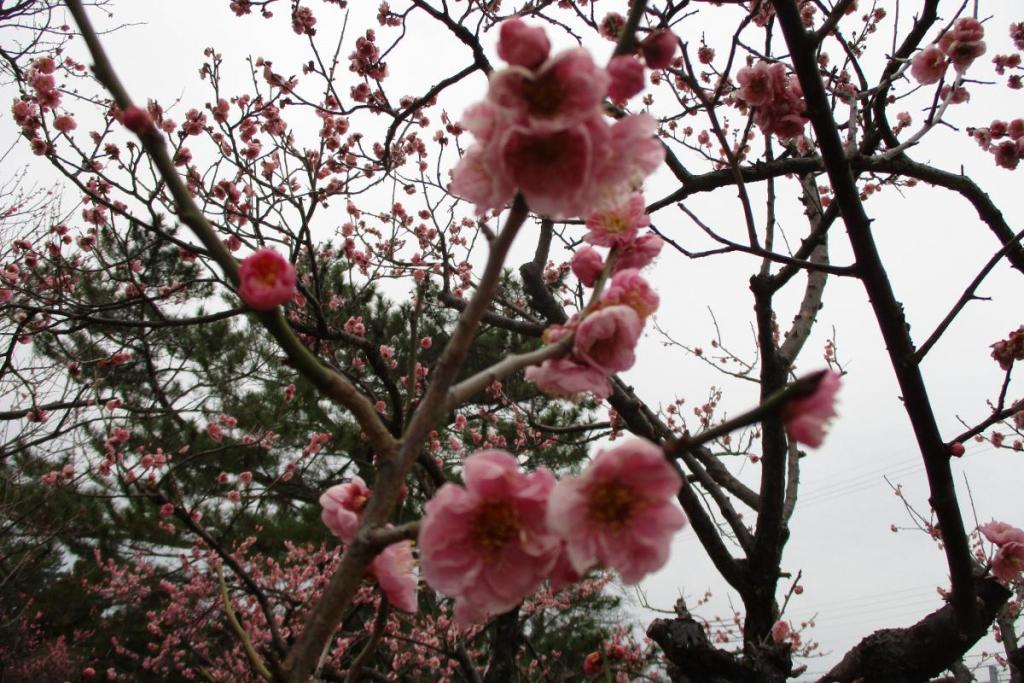 紅梅アップ