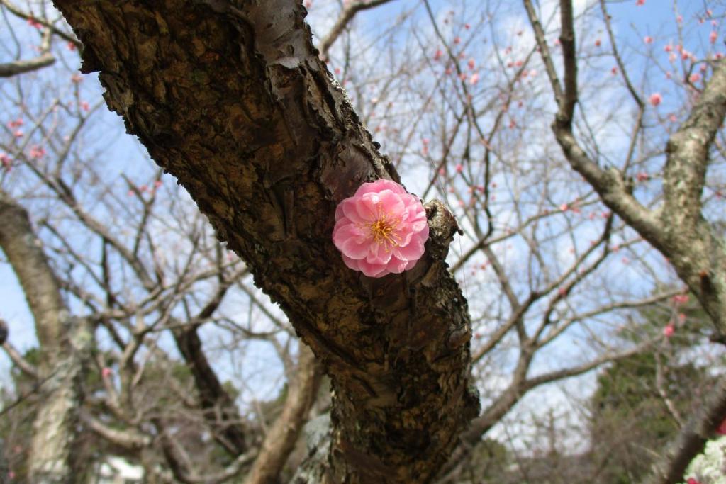 紅梅アップ