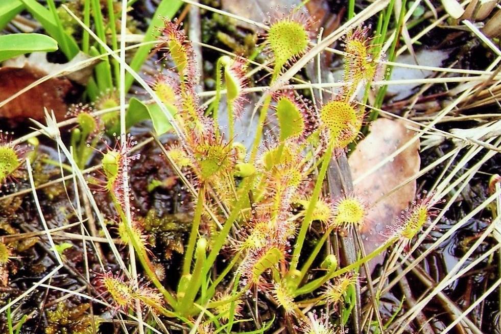 「モウセンゴケ」は湿地内部や水分の多い所に生える食虫植物