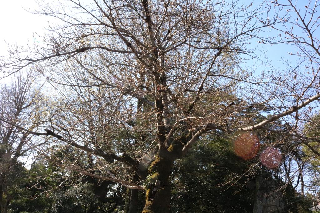 元康像近くの桜