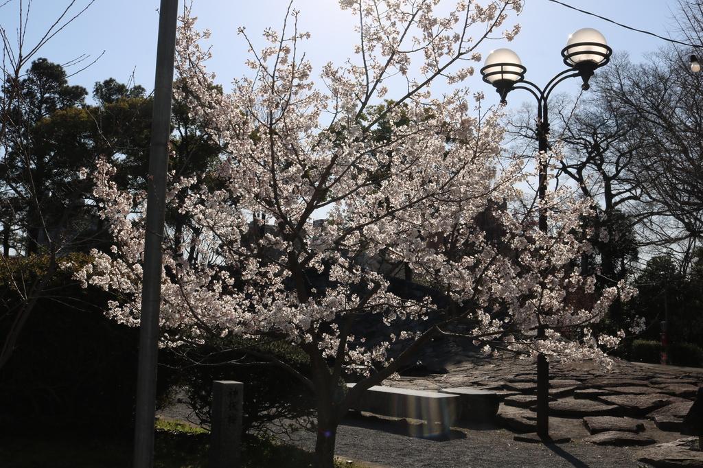 からくり時計付近の神代桜