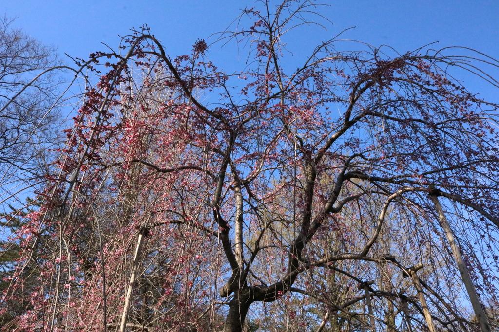 花時計近くのしだれ桜