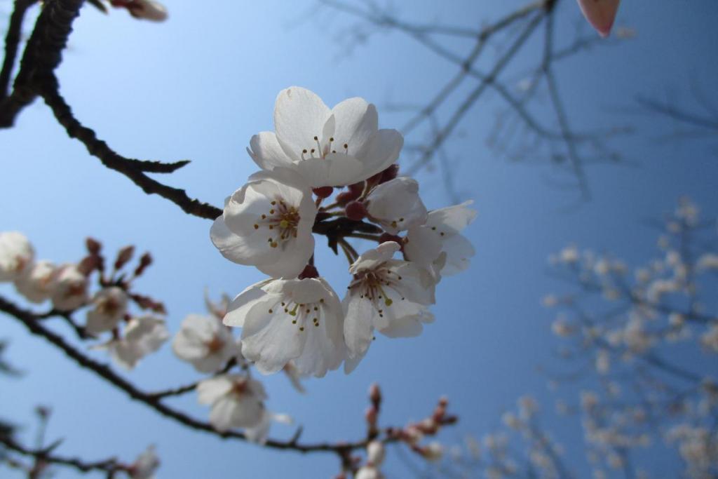 淡墨桜アップ