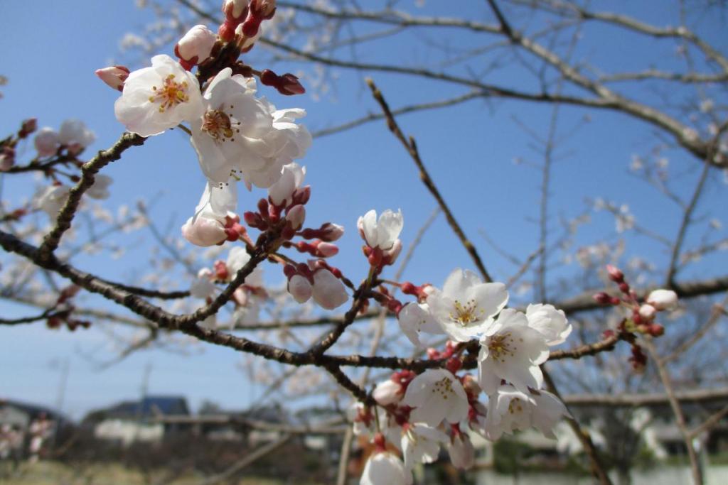 淡墨桜アップ