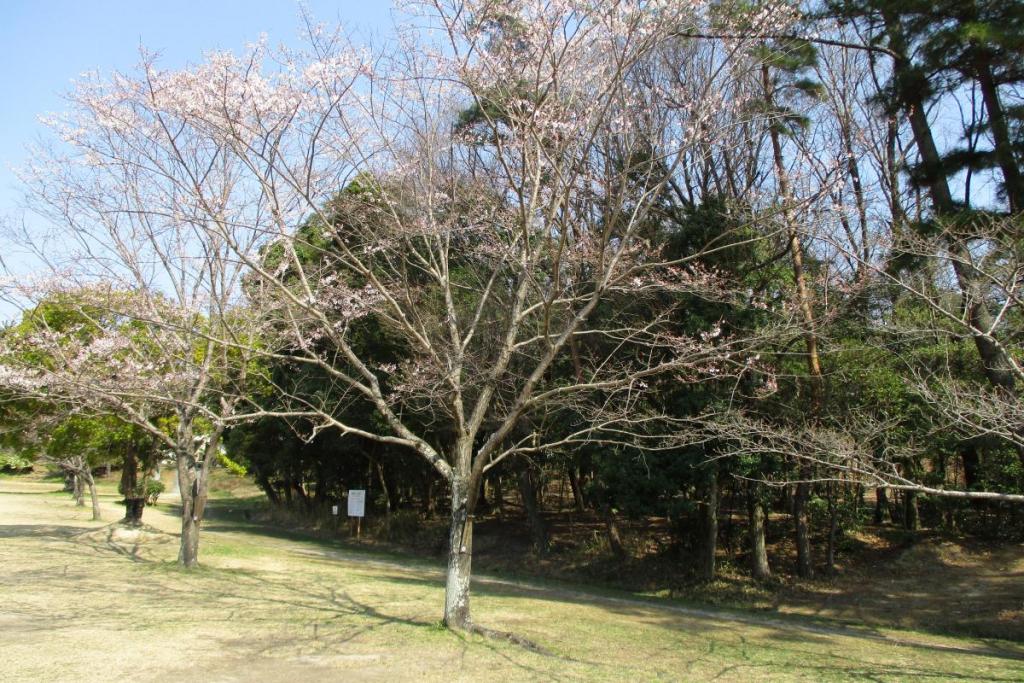 淡墨桜全体