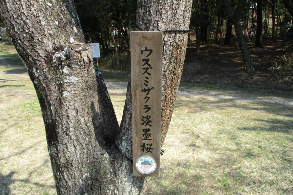 淡墨桜樹名板