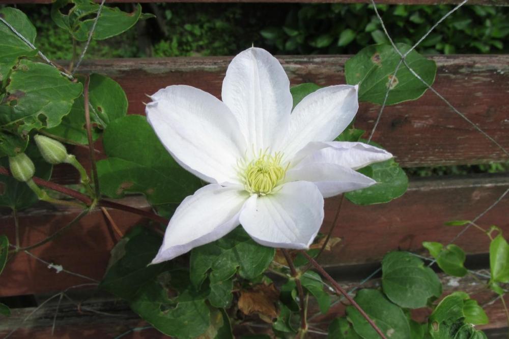 小さな花がきれいですね。