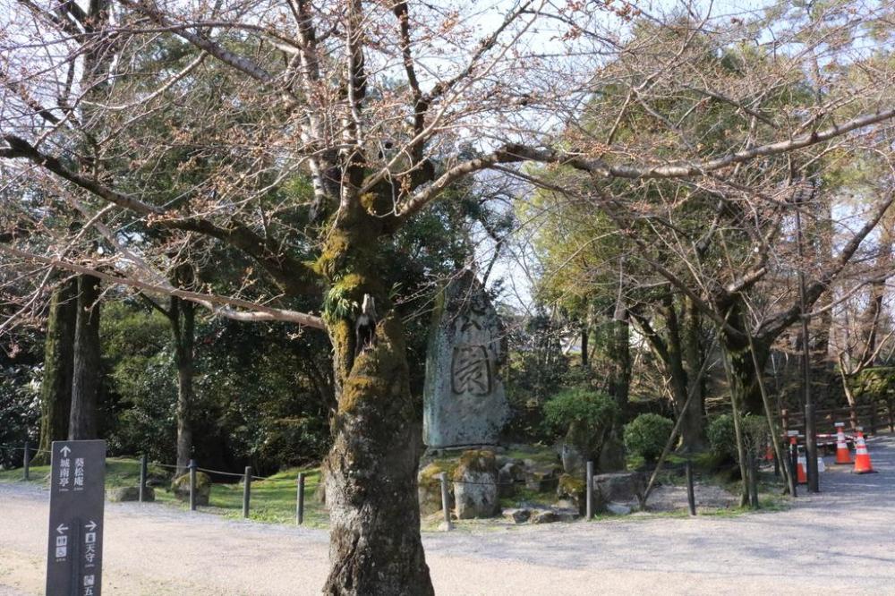 元康像近くの桜