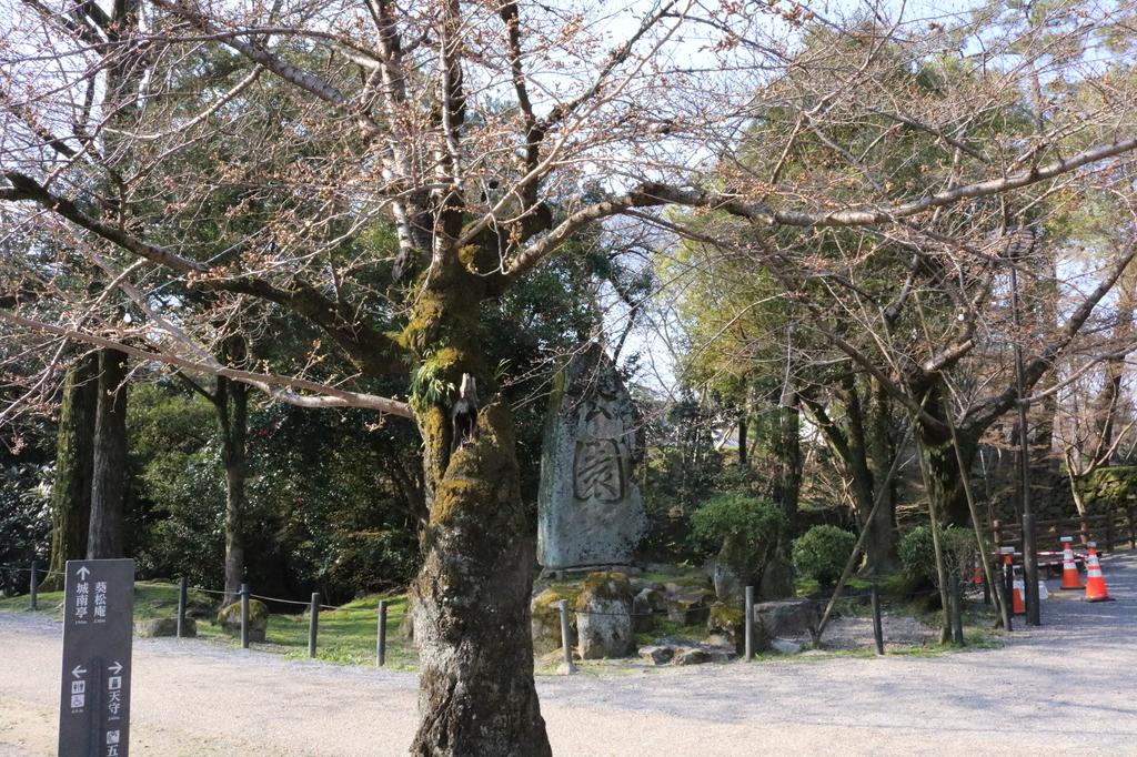 元康像近くの桜