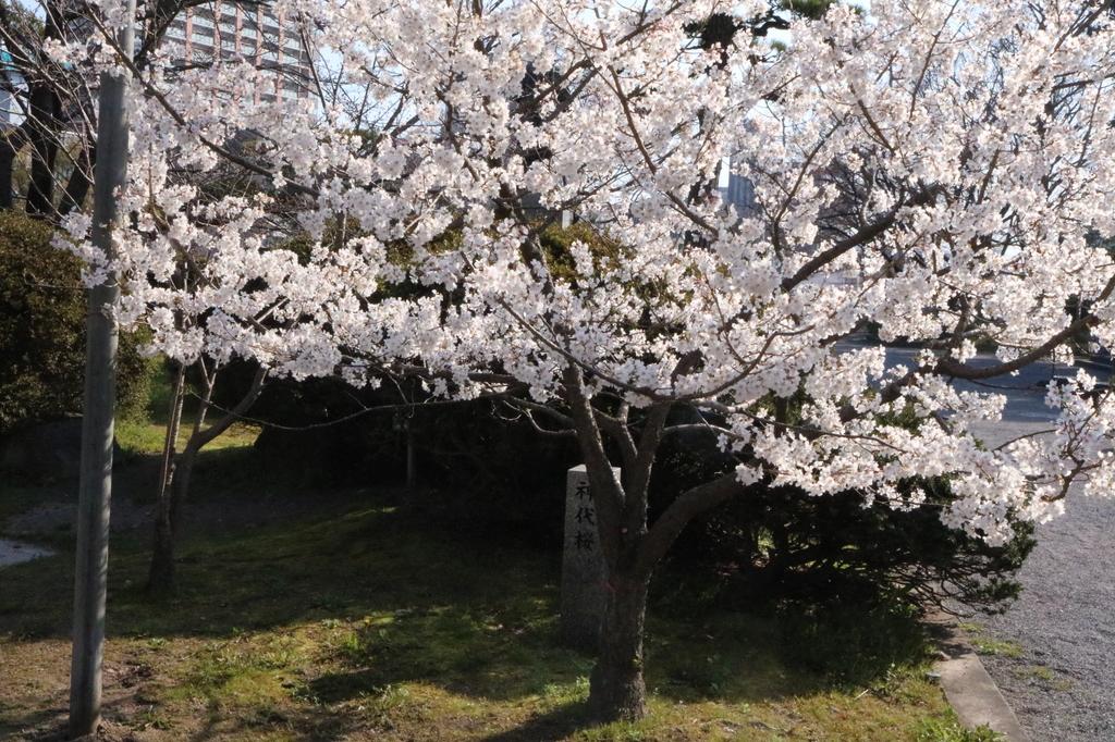 からくり時計周辺の神代桜