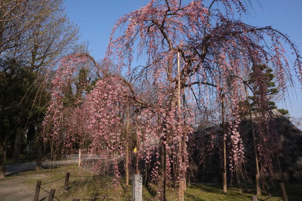 花時計近くのしだれ桜