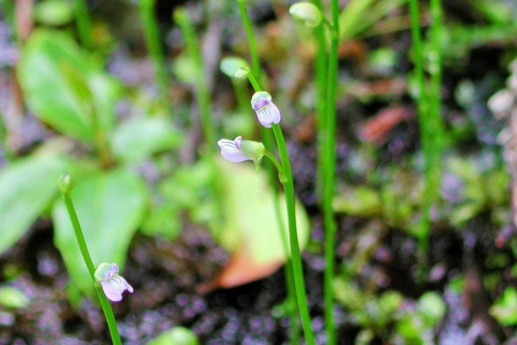 「ムラサキミミカキグサ」は8月初旬から紫色の小さな花を咲かせます