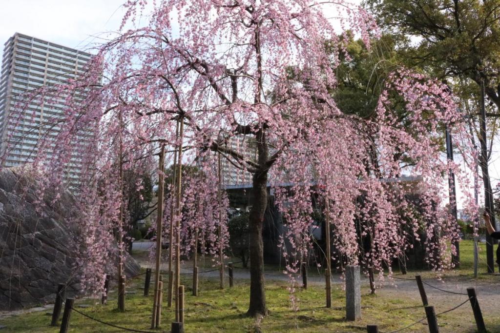 元康像近くのしだれ桜