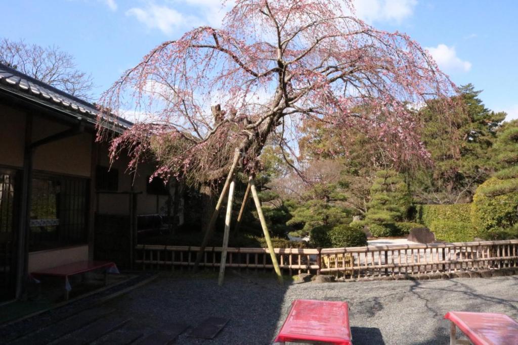 お茶室の庭のしだれ桜