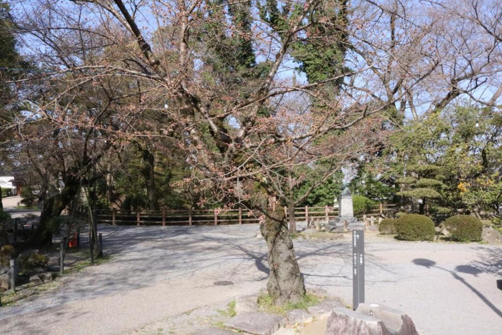 元康像近くの桜