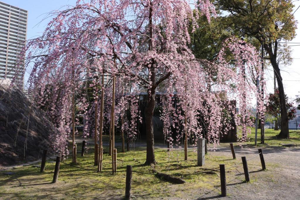 元康像近くのしだれ桜