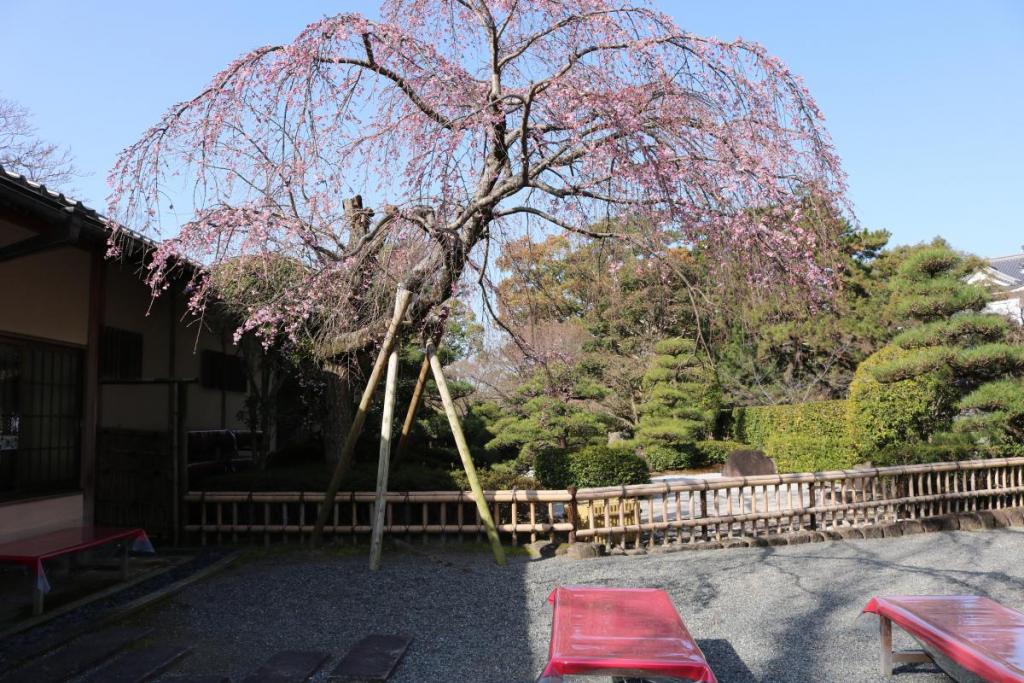 茶庭のしだれ桜