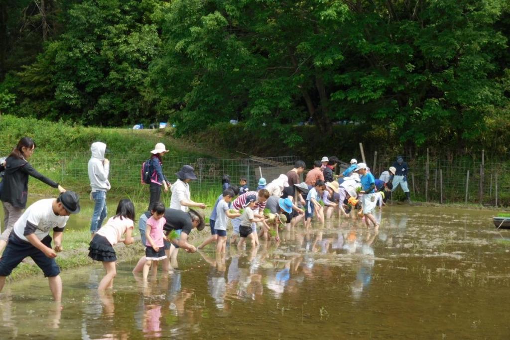 昔ながらの植え方ですね