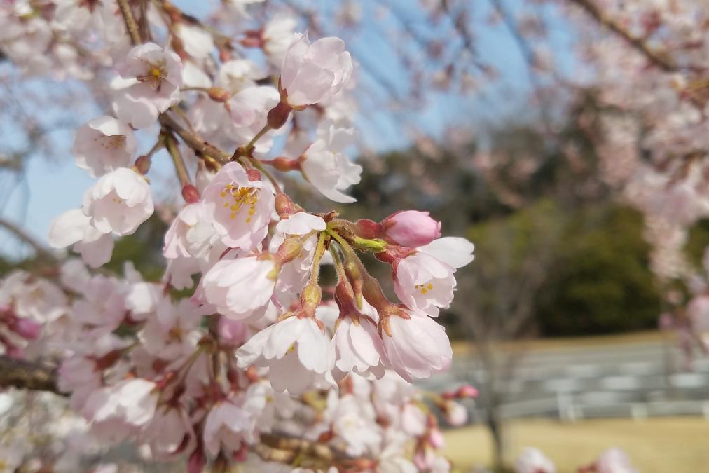 三春の滝